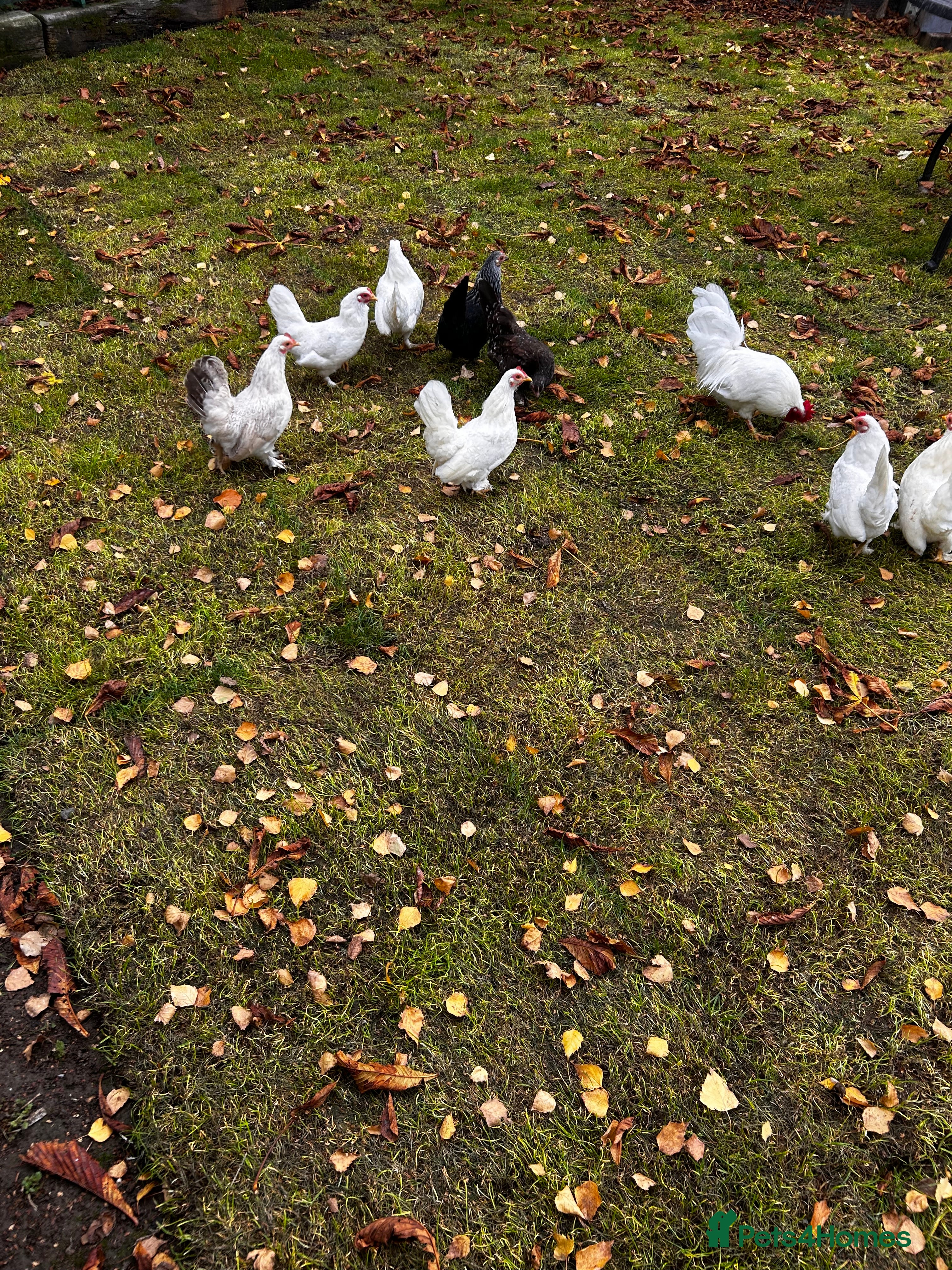 Chickens poultry Seramas  - Advert 13