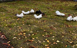 Chickens poultry for sale: Seramas  - Advert 1