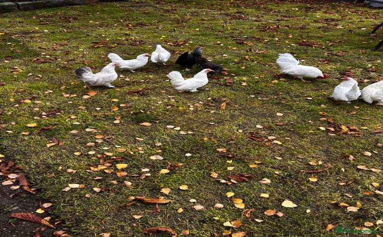 Chickens poultry Seramas  - Advert 1