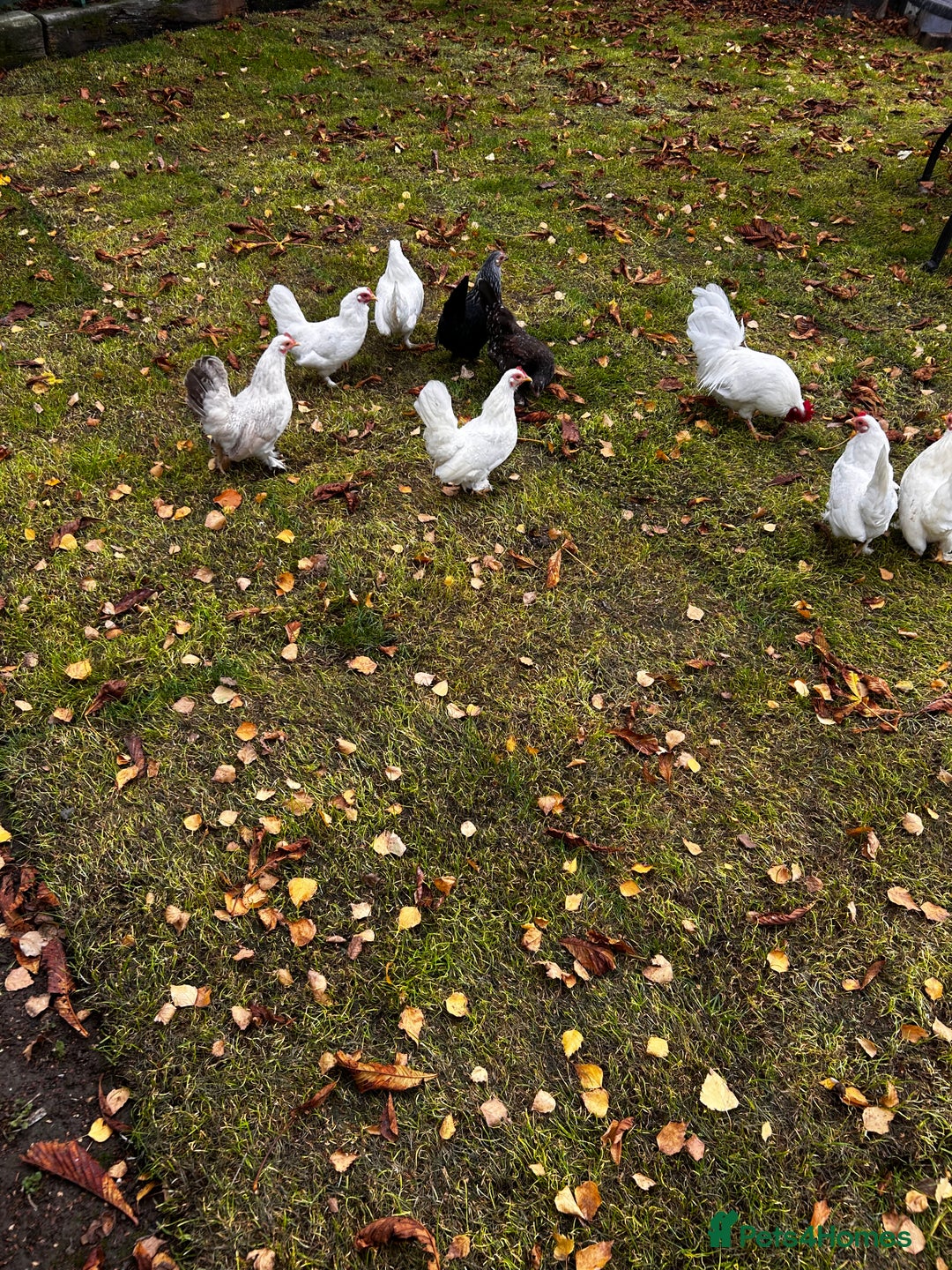 Chickens poultry for sale: Seramas  - Advert 1