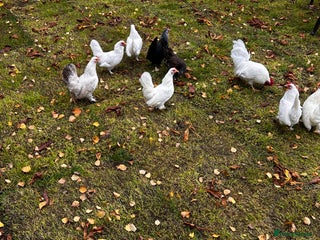 Chickens poultry Seramas - Advert 4