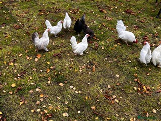 Chickens poultry Seramas - Advert 9