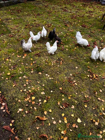 Chickens poultry Seramas - Advert 1