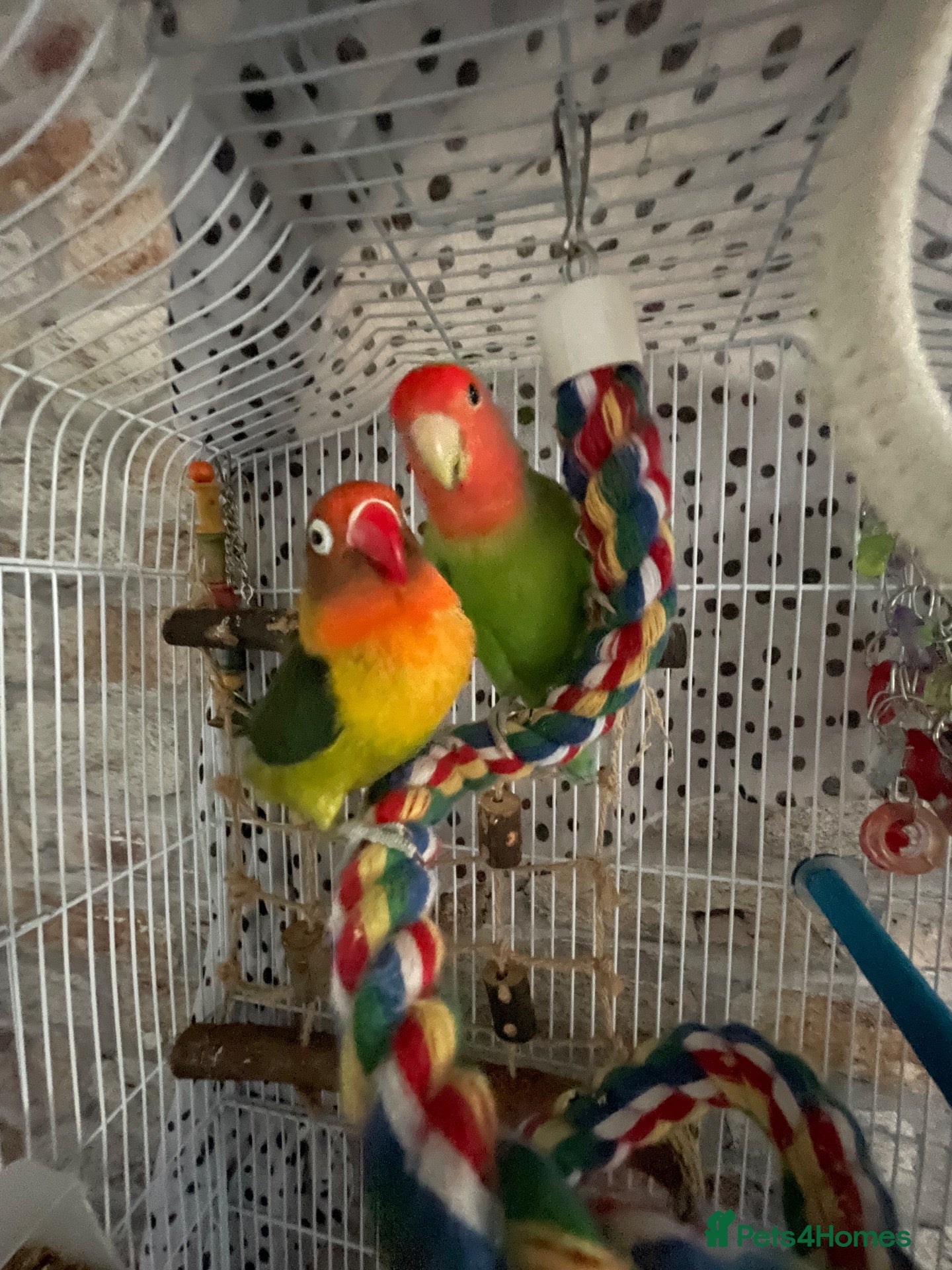 Lovebirds birds Beautiful baby female and male  - Advert 16