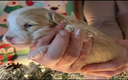 Shihpoo dogs for sale: 4 Beautiful Toy poodle x Shihpoos - Image 3