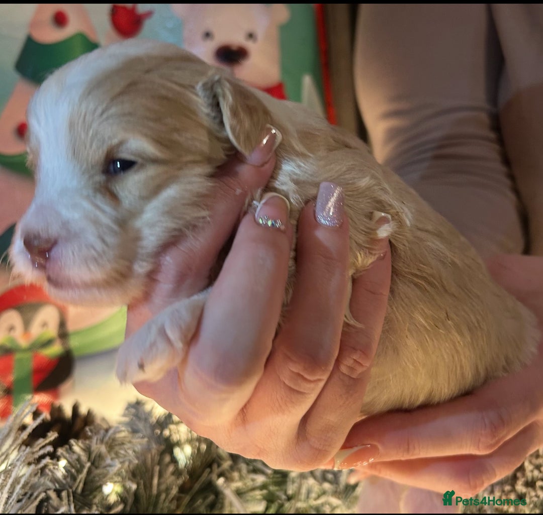 Shihpoo dogs for sale: 4 Beautiful Toy poodle x Shihpoos - Image 3