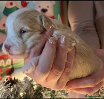 Shihpoo dogs - Advert 12