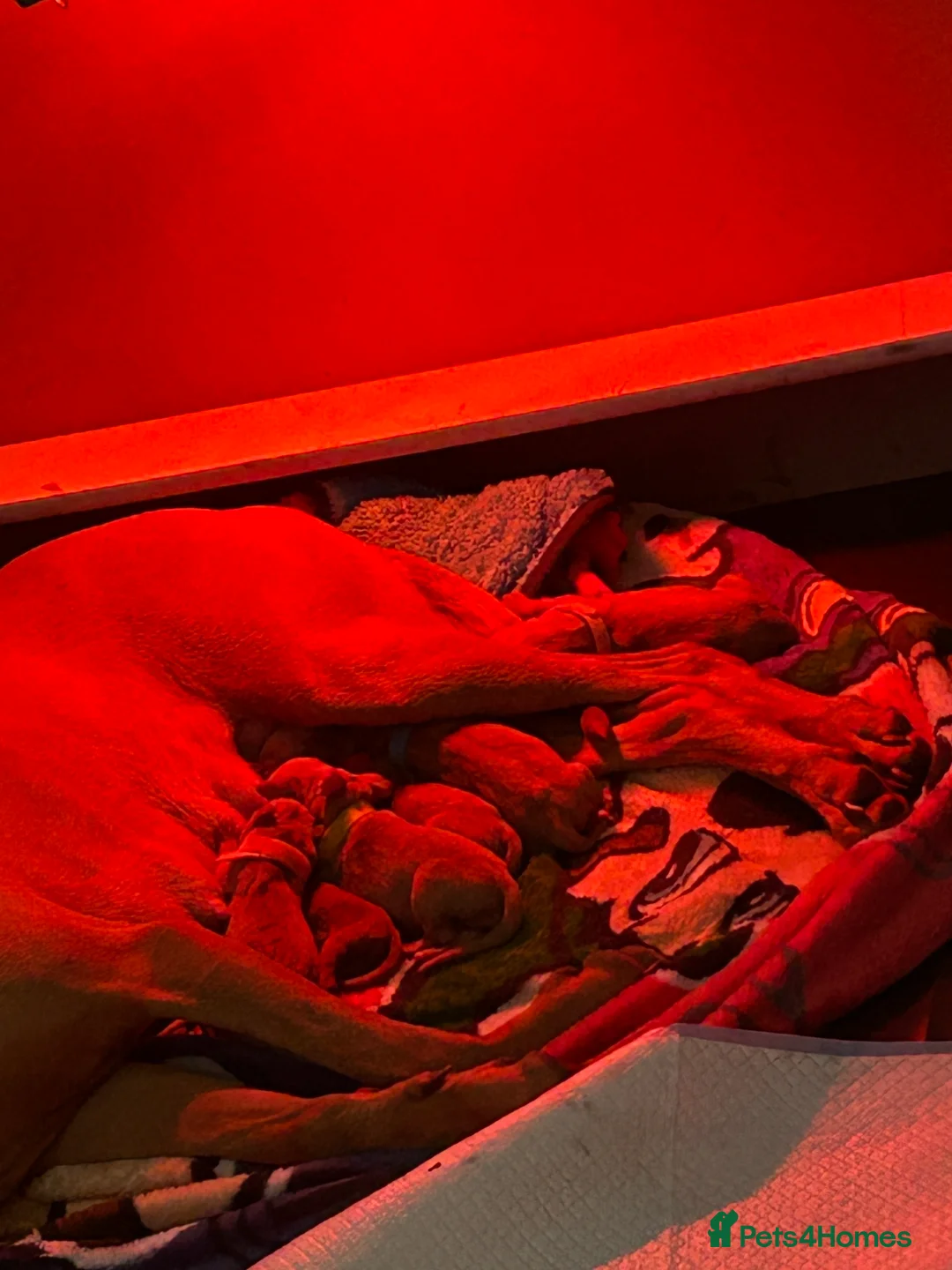 Hungarian Vizsla dogs for sale: Hungarian Vizsla Puppies - Advert 2