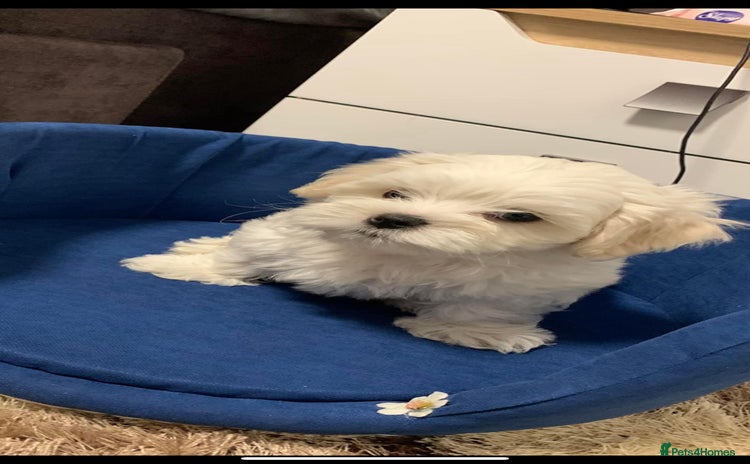 Maltese dogs Maltese - Advert 14