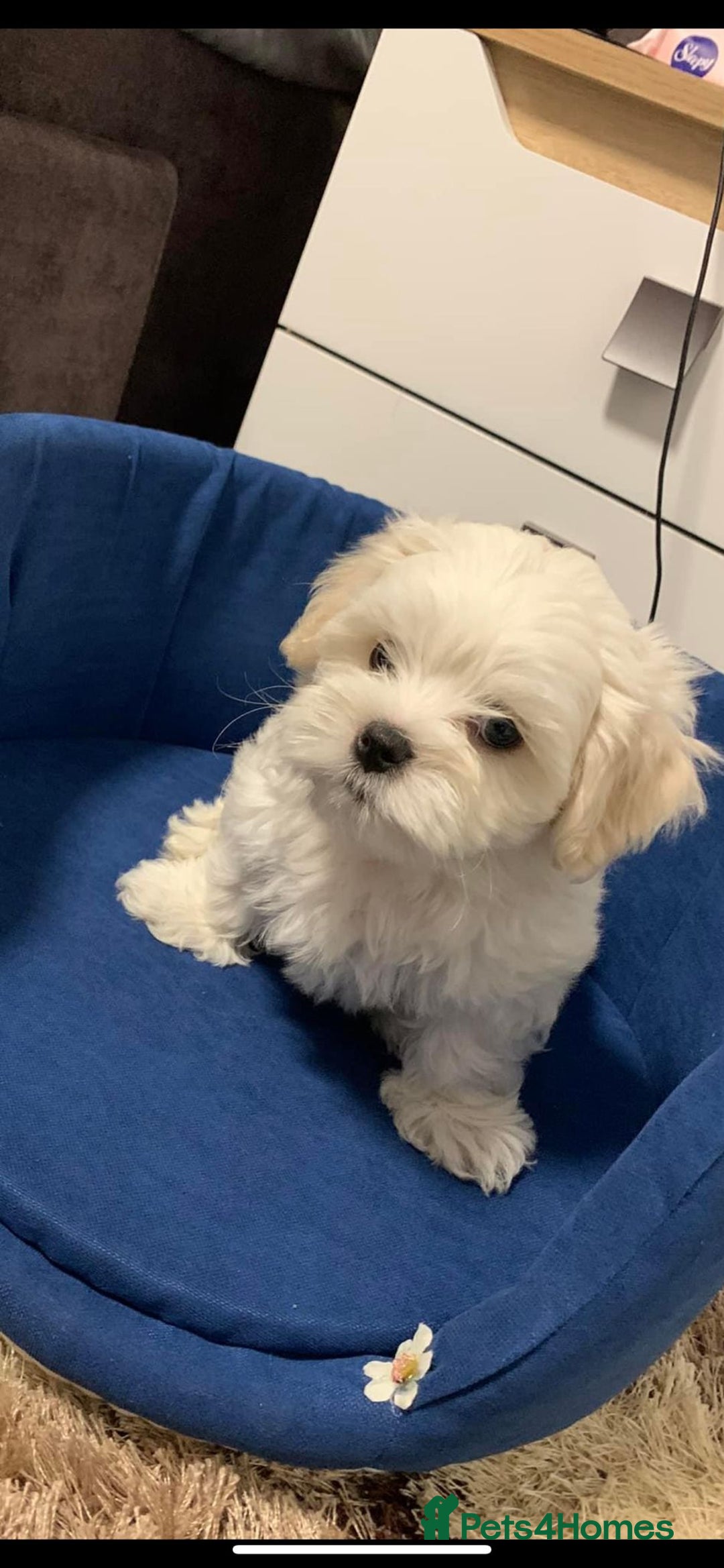 Maltese dogs for sale: Maltese - Image 5