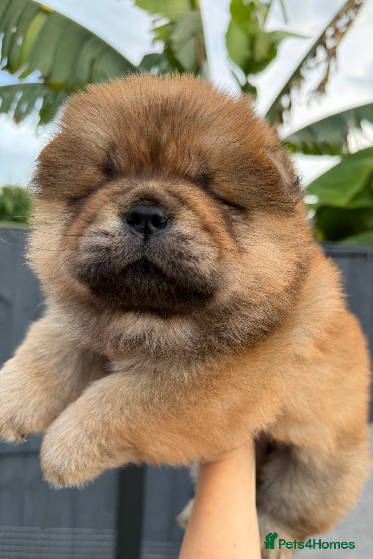 Chow Chow dogs Beautiful chow chow puppies  - Advert 2