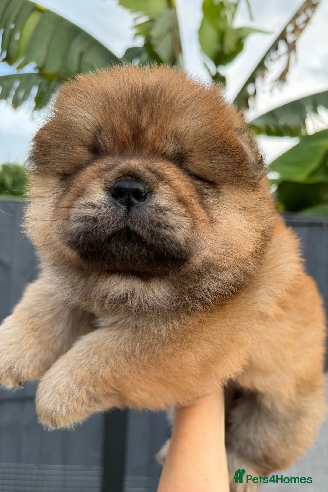 Chow Chow dogs for sale: Beautiful chow chow puppies  - Advert 2