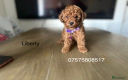 Cockapoo dogs for sale:  Perfect Cockapoo Puppies  🐶  - Image 9
