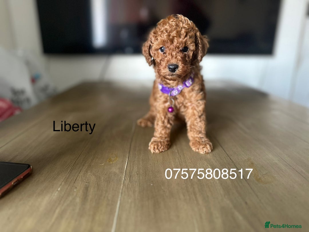 Cockapoo dogs for sale:  Perfect Cockapoo Puppies  🐶  - Image 9