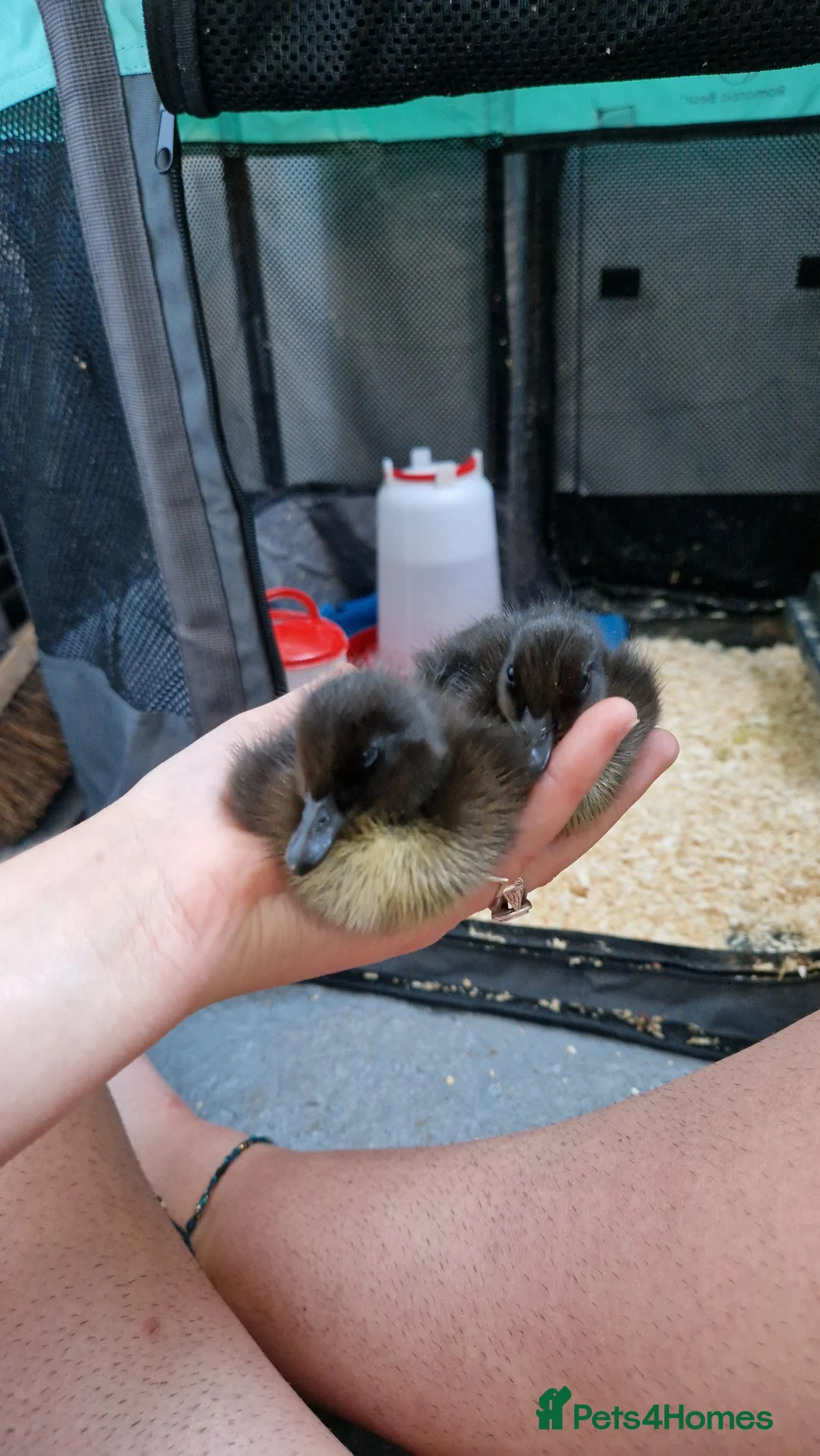 Ducks poultry for sale: 2 female Cayuga ducks - Advert 6