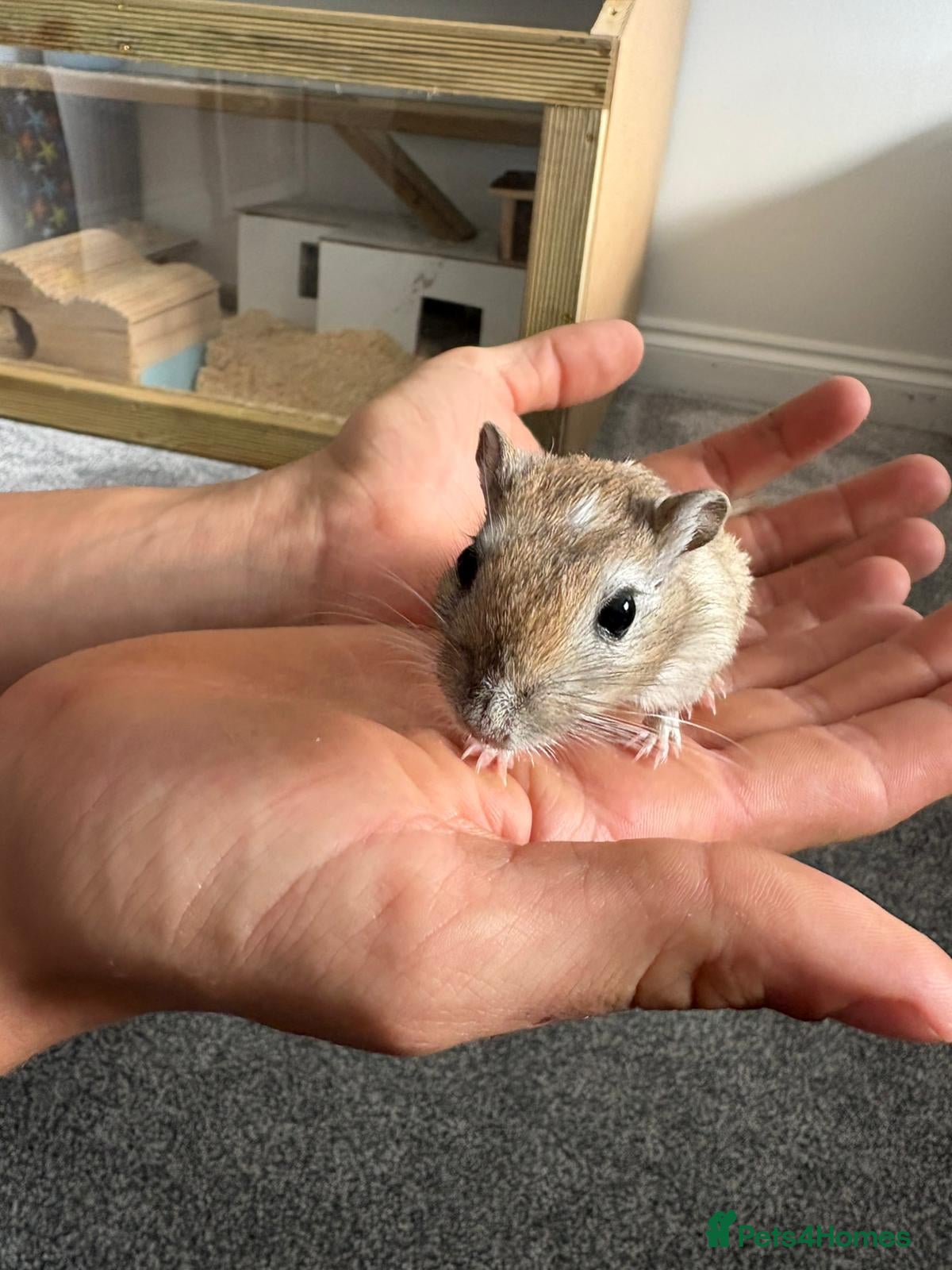 Gerbil rodents for sale: 3 x Gerbils for sale - Advert 2