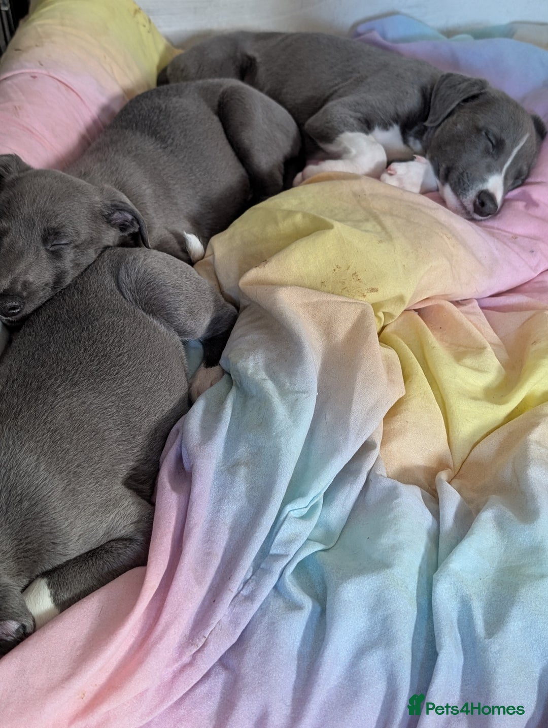 Whippet dogs for sale: 🥰Beautiful blue and white whippet puppies 🥰 - Image 11
