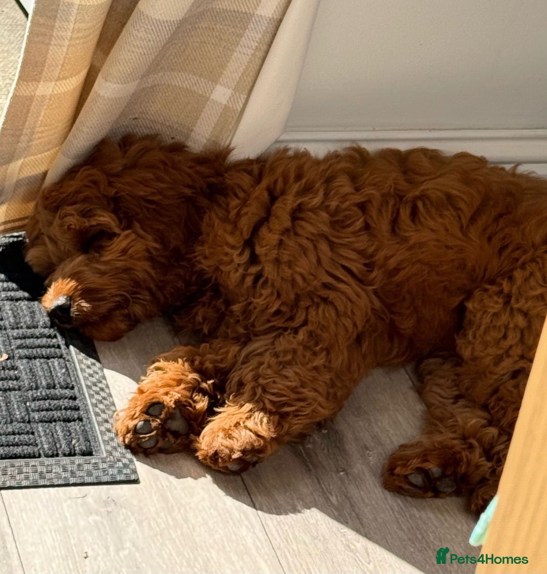 Cockapoo dogs for sale: Cockapoo F1 - Advert 11