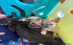 French Bulldog dogs for sale: KC REGISTERED FRENCH BULLDOG PUPPIES - Image 6