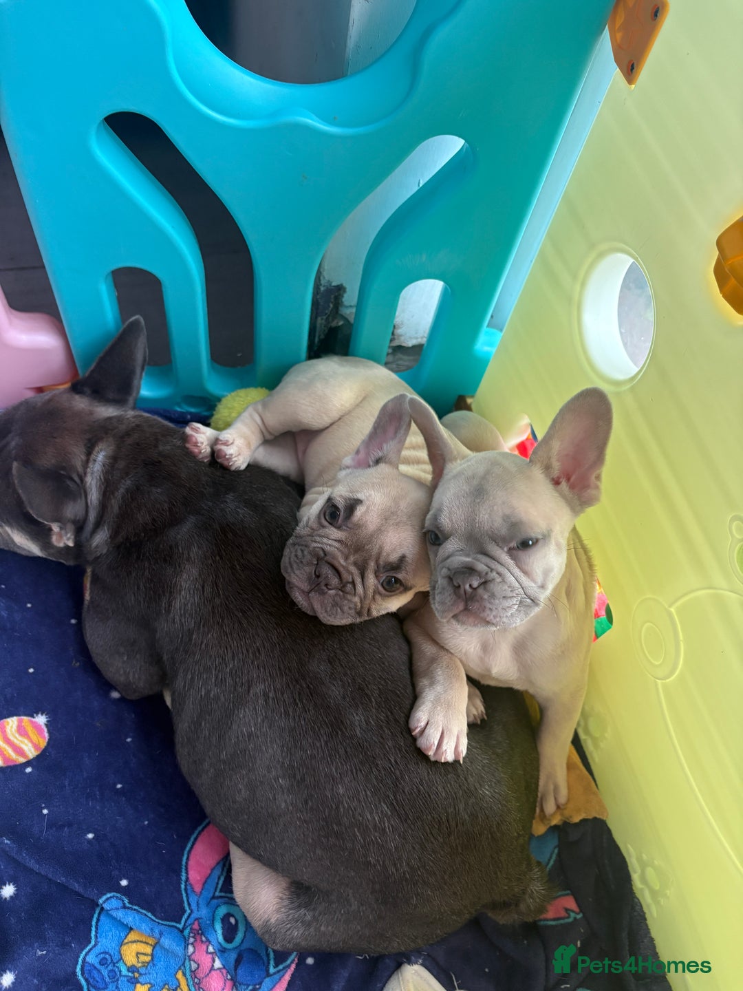 French Bulldog dogs for sale: KC REGISTERED FRENCH BULLDOG PUPPIES - Image 6
