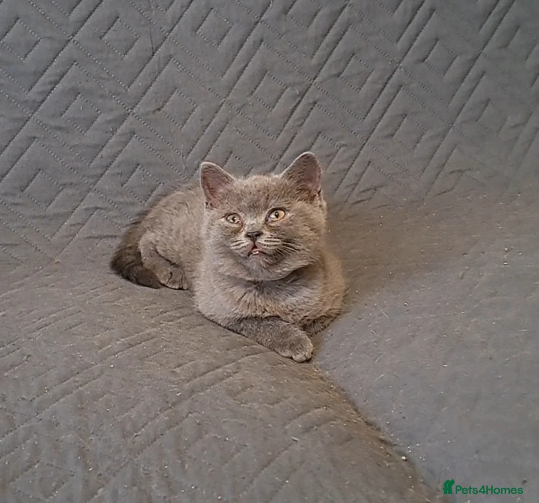 British Shorthair cats for sale: British Shorthair Blue female is ready to go  - Advert 4