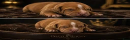 Staffordshire Bull Terrier dogs for sale: HOUSEOFLEGACY-Premium Merle Staffordshire Terriers - Advert 5