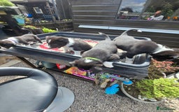 Border Collie dogs for sale: Border Collie pups for sale - Image 6