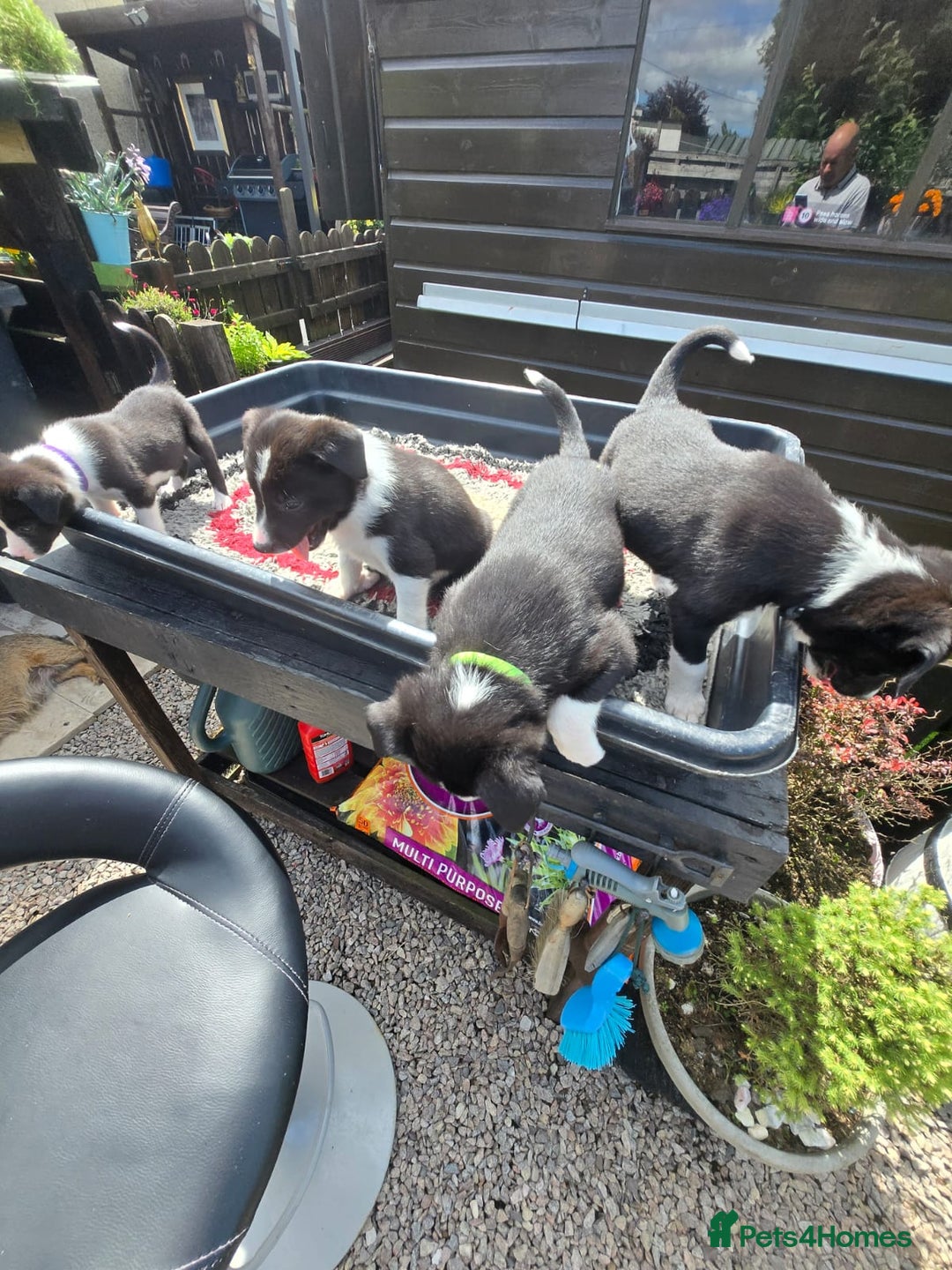 Border Collie dogs for sale: Border Collie pups for sale - Image 6