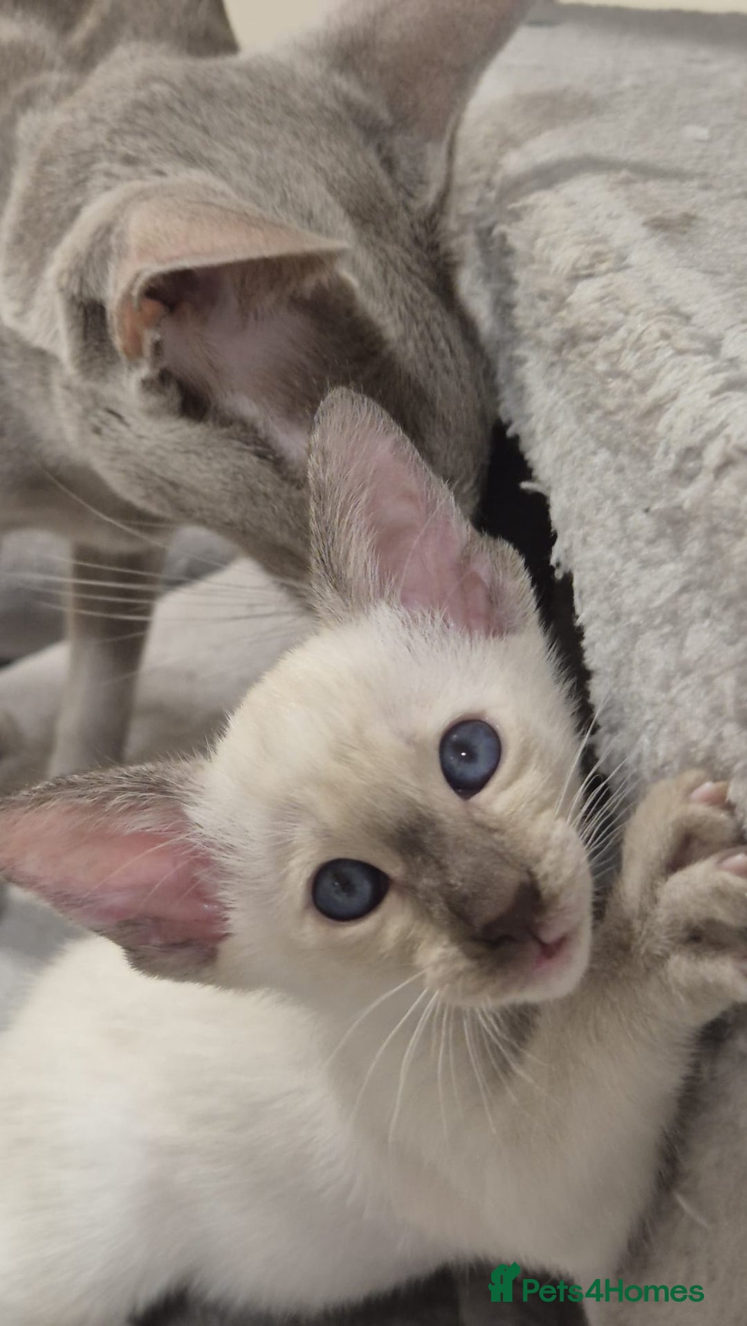 Oriental cats for sale: Oriental and Siamese kittens. - Advert 13