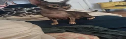 Lykoi cats for sale: Lykoi aka Warewolf cat - Advert 4
