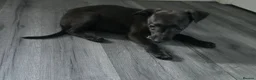 Whippet dogs for sale: Kc whippets for sale one black female left  - Advert 5
