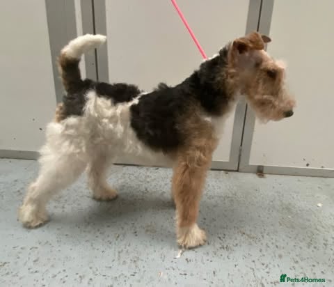 Fox Terrier dogs Wire Haired Fox Terrier - Advert 2