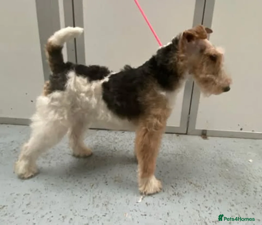 Fox Terrier dogs for sale: Wire Haired Fox Terrier - Advert 1