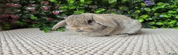 Mini Lop rabbits for sale: Mini lops 3 left to reserve - Advert 3