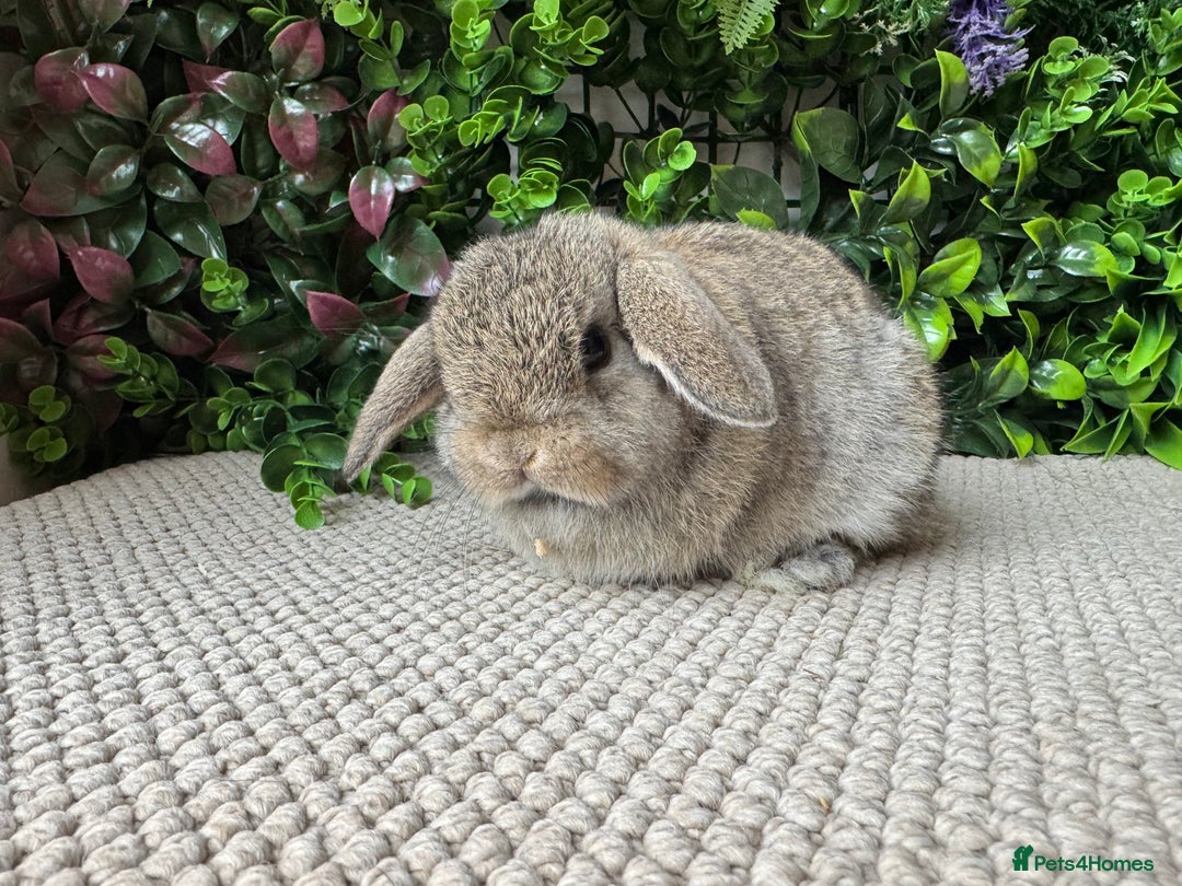 Mini Lop rabbits for sale: Mini lops 3 left to reserve - Advert 3