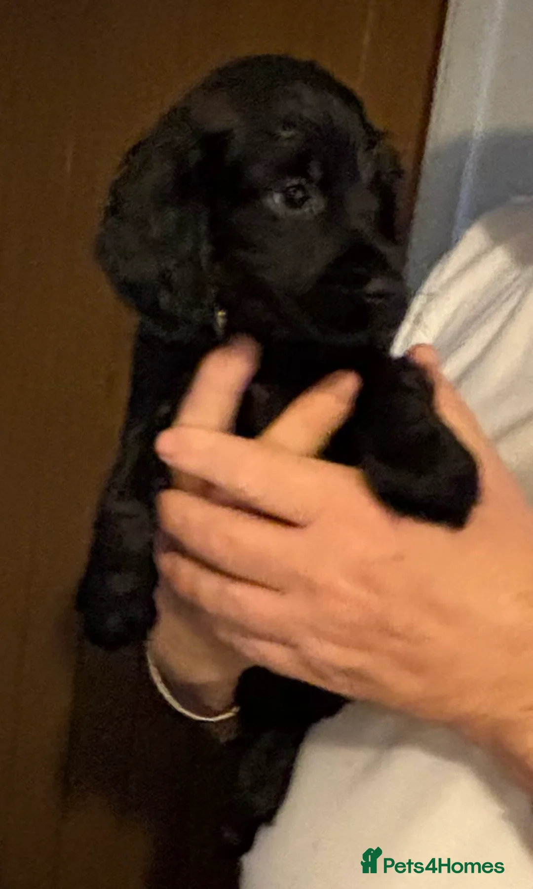 Cocker Spaniel dogs for sale: Cocker Spaniel Puppies  - Advert 20