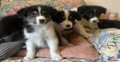 Border Collie dogs - Advert 5