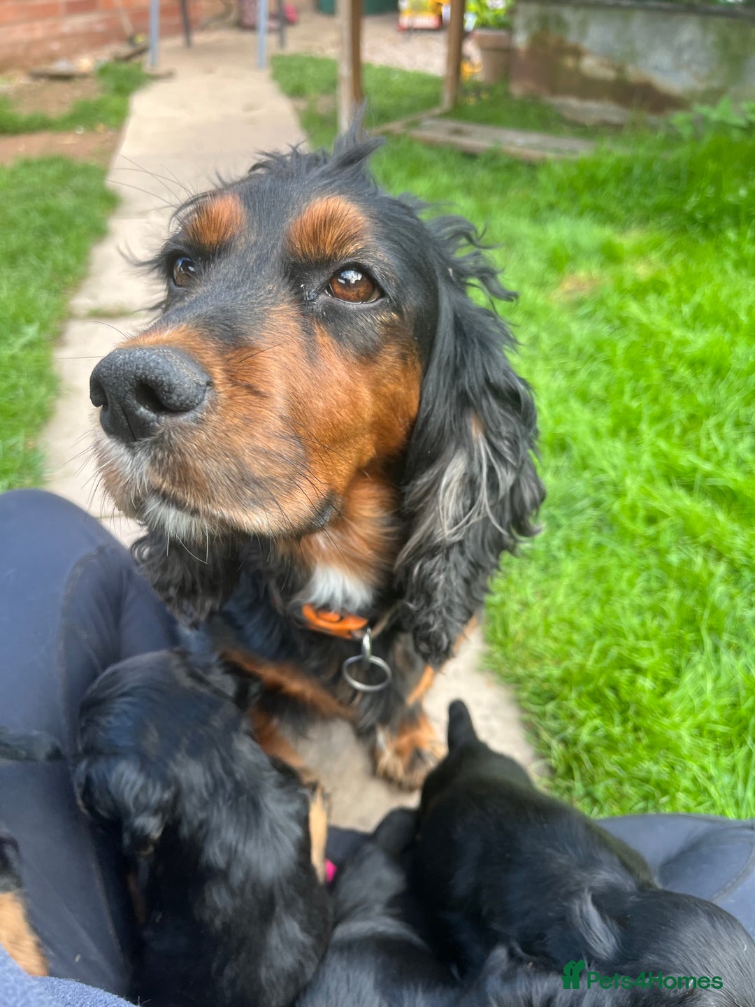 Cocker Spaniel dogs for sale: Pedigree working cocker spaniels - Image 4