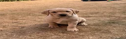Labrador Retriever dogs for sale: KC reg Working Labrador puppies  - Advert 3
