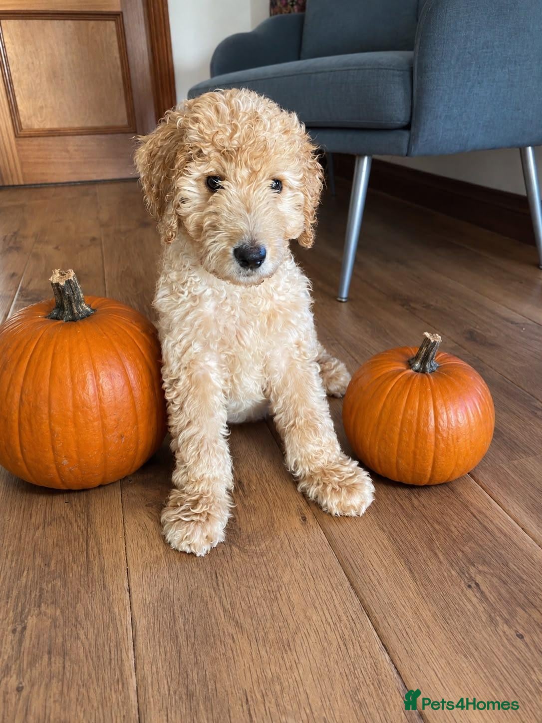 Goldendoodle dogs LAST ONE!! F2b Goldendoodle Boy Puppy  READY NOW - Advert 13