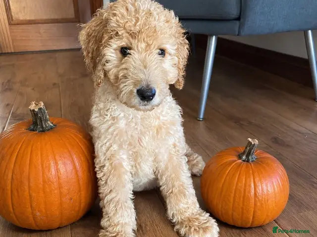 Goldendoodle dogs LAST ONE!! F2b Goldendoodle Boy Puppy READY NOW - Advert 13