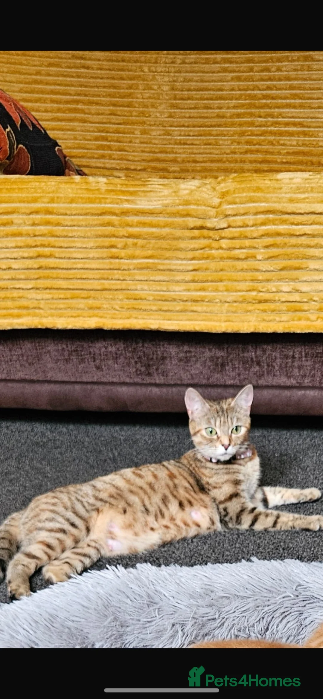 Bengal cats for sale: Bengal kittens  in Bradford - Advert 1