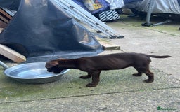 Patterdale Terrier dogs for sale: 3 patterdale terrier pups of working lines  - Image 4