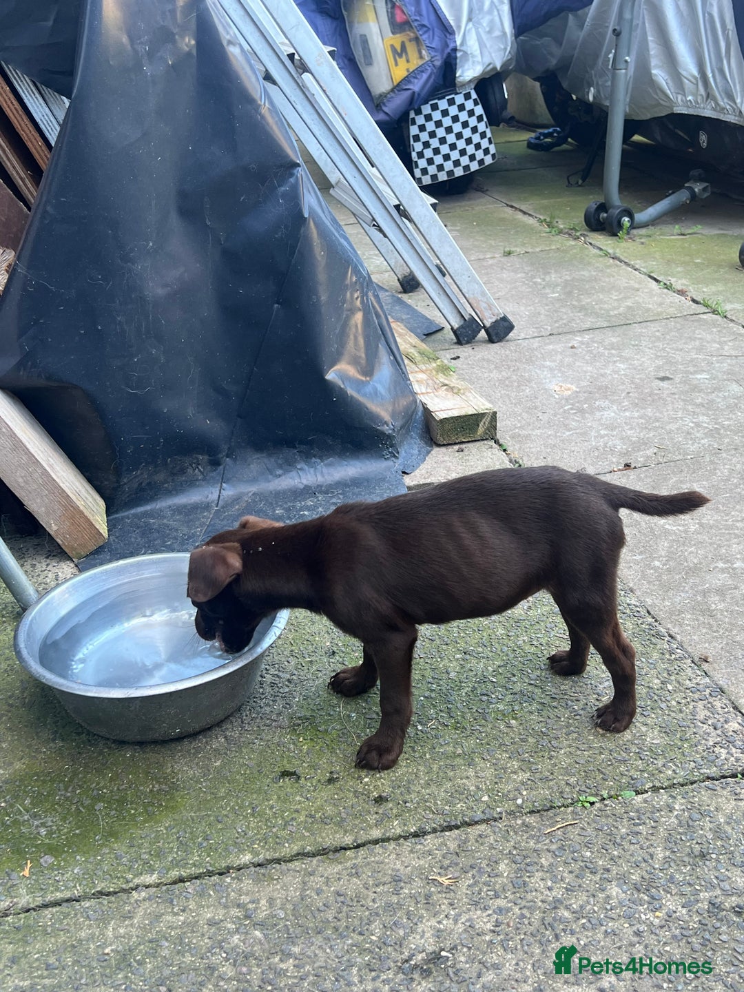Patterdale Terrier dogs for sale: 3 patterdale terrier pups of working lines  - Image 4
