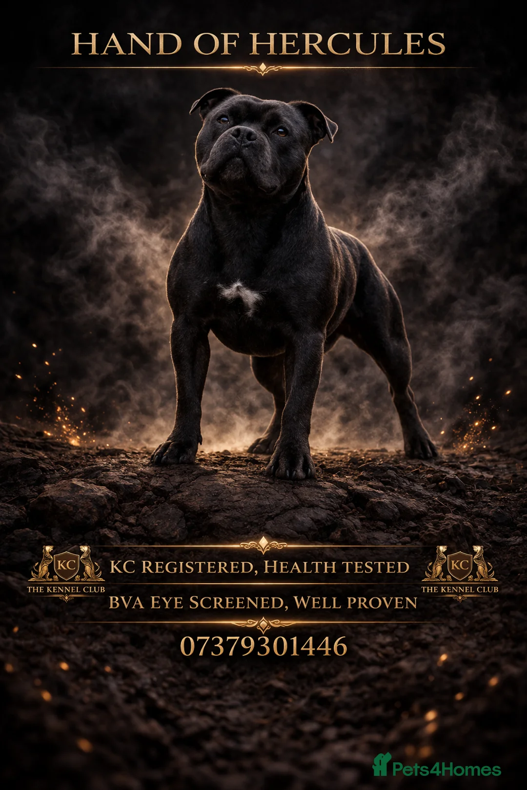 Staffordshire Bull Terrier dogs for stud: 🇬🇧 OX BULLZ! HERCULES, BLUE HEALTH TESTED STUD - Advert 1