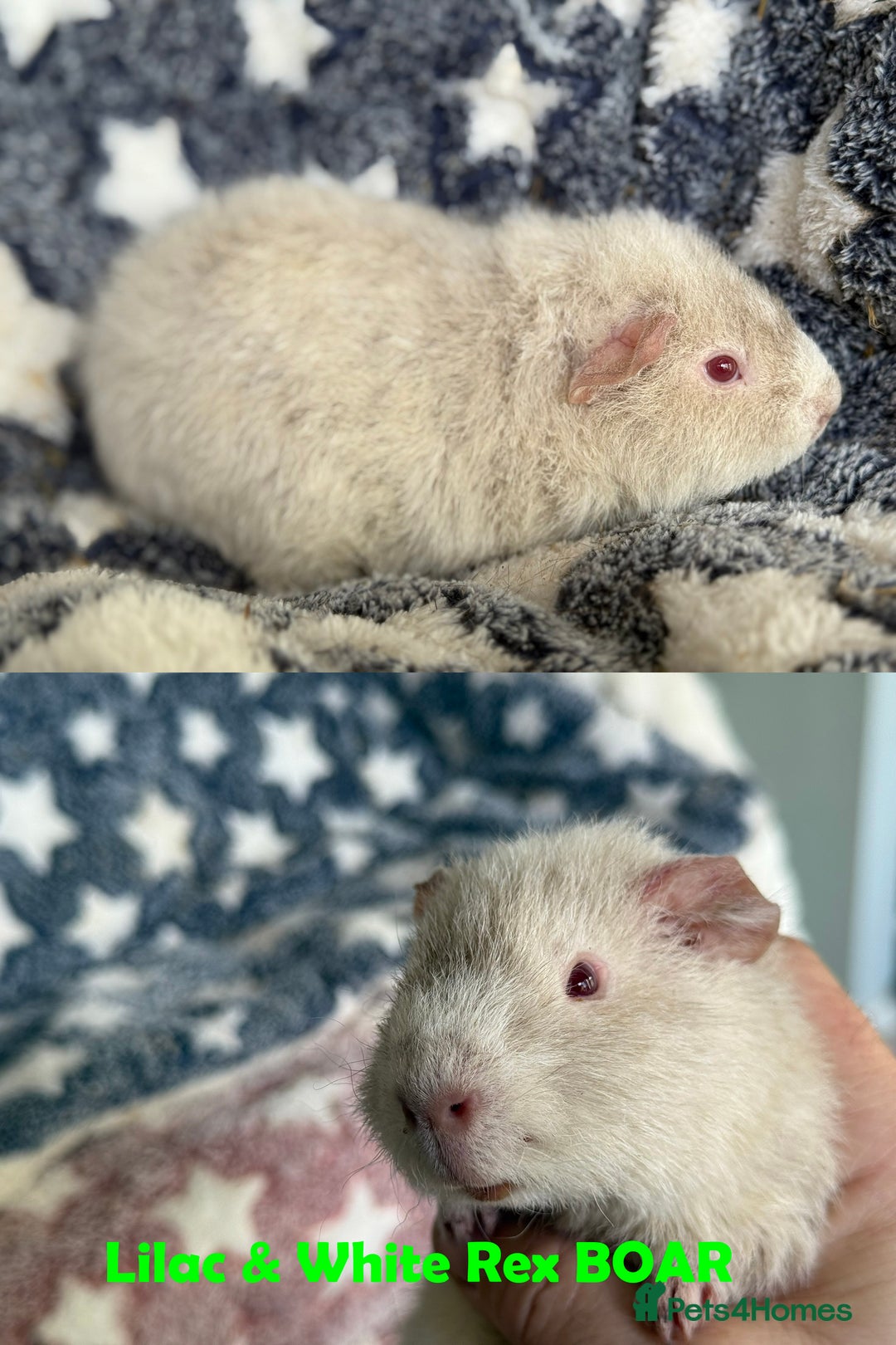 Guinea Pig rodents for sale: BOAR and SOW Abyssinian and Rex baby Guinea Pigs - Advert 7