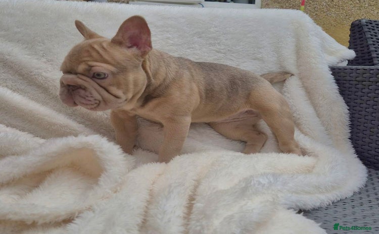 French Bulldog dogs in Slough - Advert 2