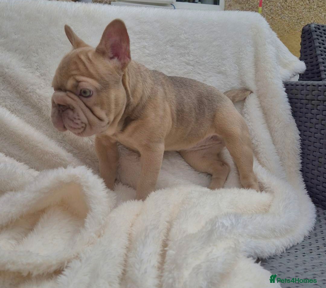 French Bulldog dogs for sale: Last Girl Left - Reduced in Slough - Image 1