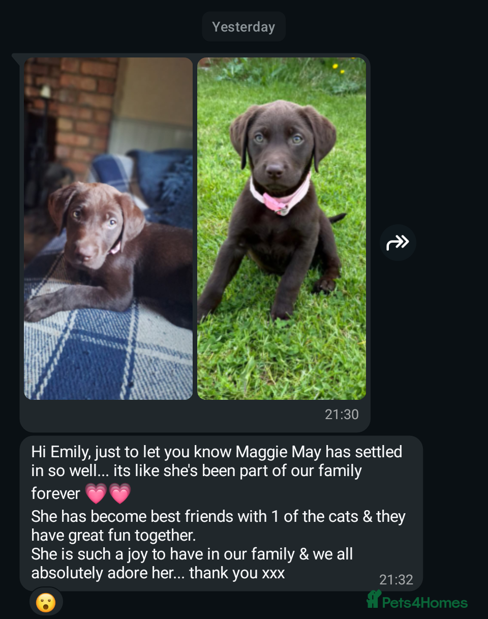 Labrador Retriever dogs for sale: RKC Fox Red Puppies - Fully Health Tested  - Advert 13