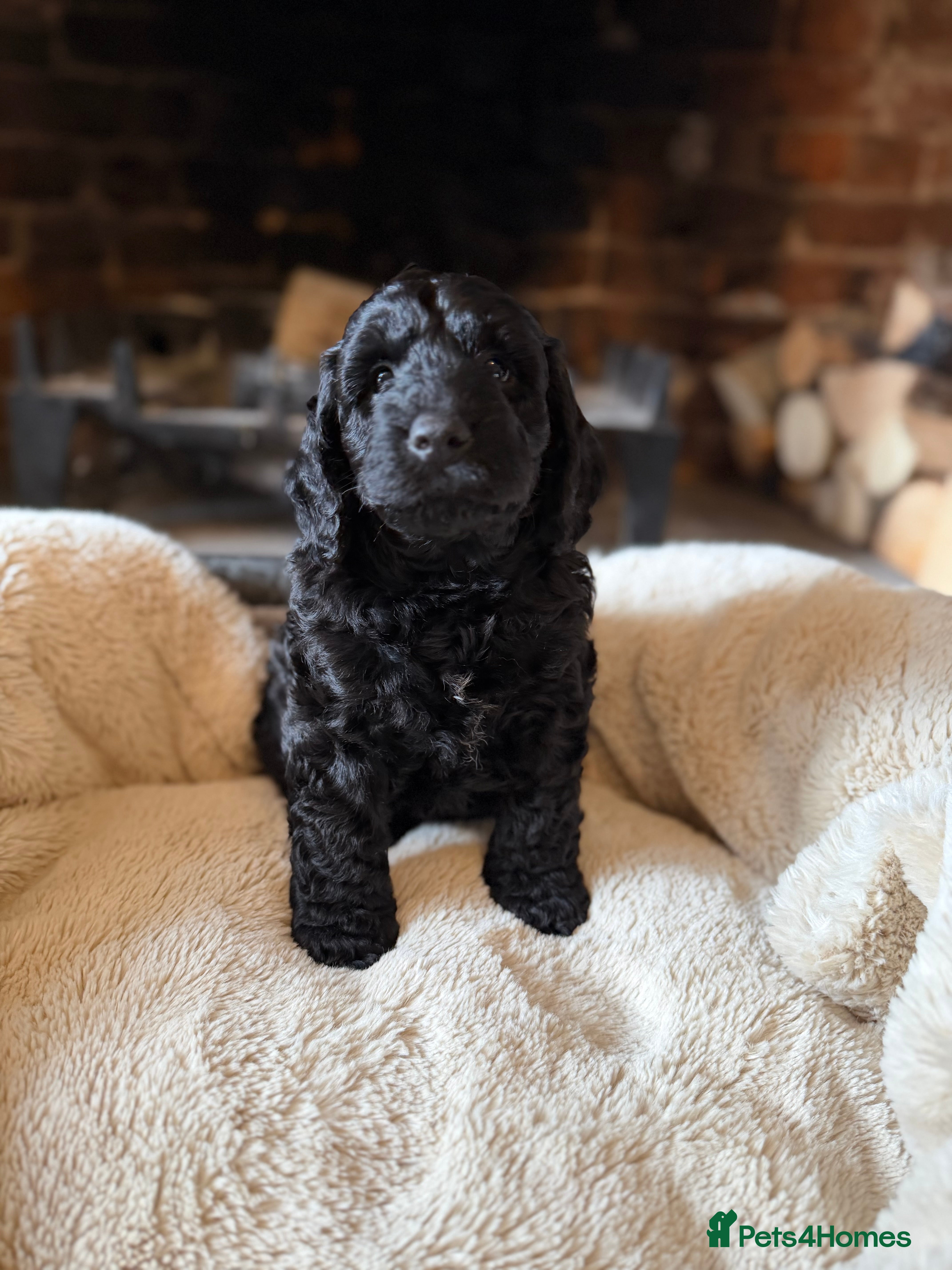 Cockapoo dogs Stunning,  Quality F1 Cockapoo’s Kc reg parents  - Advert 2